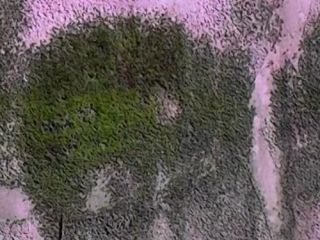 moss on wall